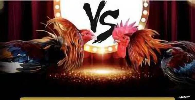 Khám Phá Đá Gà PG88 - Nơi Hội Tụ Đam Mê Đá Gà Chất Lượng Cao