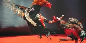 Hướng Dẫn Chi Tiết Cách Chơi Đá Gà WS168 Tại PG88 Đơn Giản 1 Hướng Dẫn Chi Tiết Cách Chơi Đá Gà WS168 Tại PG88 Đơn Giản